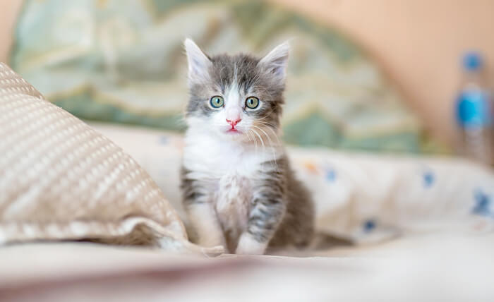 En İyi Veteriner Halfeti